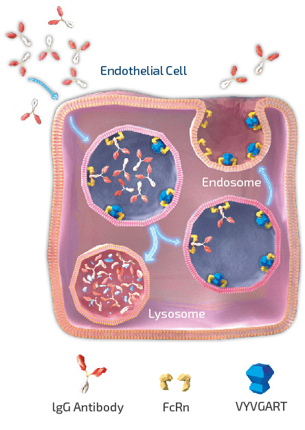 Efgartigimod’s mechanism of action (graphic)